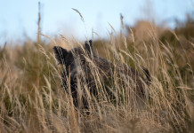 Quanti i cinghiali da abbattere in Toscana? Quanti i cinghiali da abbattere in Toscana: cinghiale nascosto in mezzo all'erba