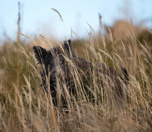 Quanti i cinghiali da abbattere in Toscana? Quanti i cinghiali da abbattere in Toscana: cinghiale nascosto in mezzo all'erba