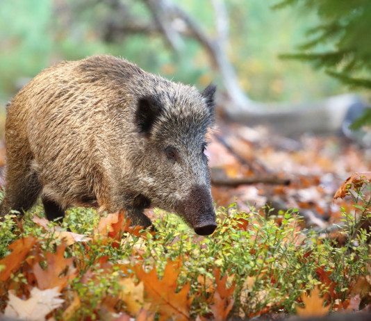 Quasi mille i casi di peste suina africana in Italia Quasi mille i casi di peste suina africana in Italia: cinghiale nella foresta