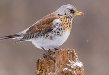 Divieto di caccia su quattro nuovi valichi montani in Lombardia Quattro nuovi valichi montani in Lombardia: cesena in ambiente montano