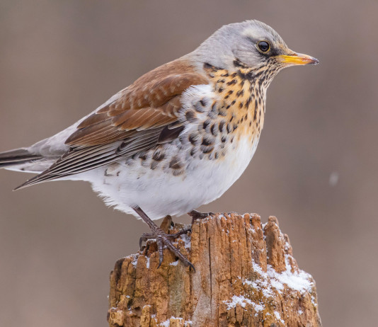 Divieto di caccia su quattro nuovi valichi montani in Lombardia Quattro nuovi valichi montani in Lombardia: cesena in ambiente montano