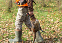 Sondaggio sulla caccia in Umbria, Libera Caccia diffonde risultati Sondaggio sulla caccia in Umbria: cacciatore (stivali e gilet alta visibilità) con fagiano