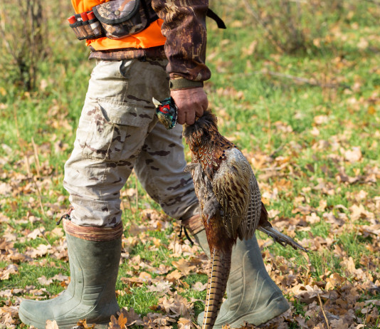 Sondaggio sulla caccia in Umbria, Libera Caccia diffonde risultati Sondaggio sulla caccia in Umbria: cacciatore (stivali e gilet alta visibilità) con fagiano