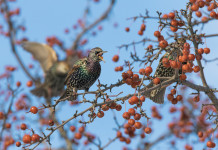 Un mese in più per la caccia allo storno in Emilia Romagna