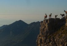 Veneto al lavoro sul piano faunistico-venatorio Veneto al lavoro sul piano faunistico-venatorio: camosci a Recoaro Terme, sulle Dolomiti venet
