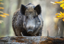 150.000 euro per la gestione del cinghiale in Toscana 150.000 euro per la gestione del cinghiale in Toscana: cinghiale nel bosco, tra foglie gialle