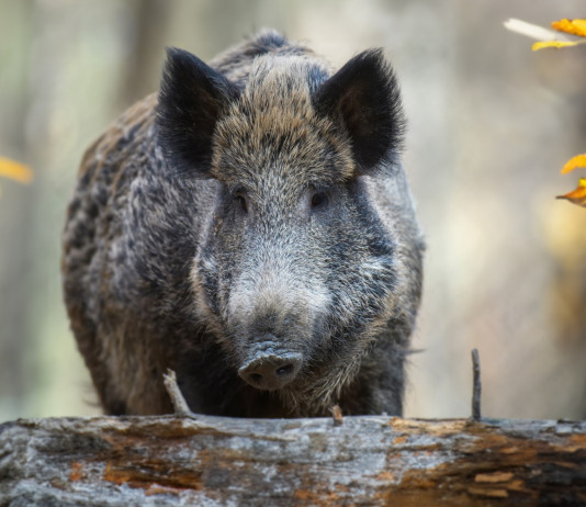 150.000 euro per la gestione del cinghiale in Toscana 150.000 euro per la gestione del cinghiale in Toscana: cinghiale nel bosco, tra foglie gialle