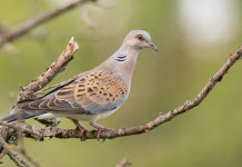 Approvata delibera sulla preapertura della caccia in Toscana Approvata delibera sulla preapertura della caccia in Toscana: tortora su ramo