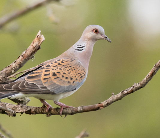 Approvata delibera sulla preapertura della caccia in Toscana Approvata delibera sulla preapertura della caccia in Toscana: tortora su ramo
