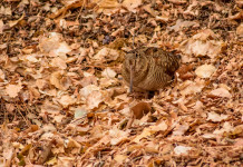 Approvato il calendario venatorio del Molise 2023/2024 Approvato il calendario venatorio del Molise 2023/2024: beccaccia tra le foglie