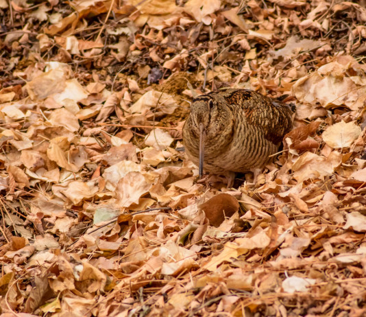 Approvato il calendario venatorio del Molise 2023/2024 Approvato il calendario venatorio del Molise 2023/2024: beccaccia tra le foglie