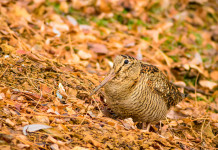 Approvato il calendario venatorio della Basilicata 2023/2024 Approvato il calendario venatorio della Basilicata 2023/2024