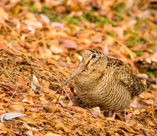 Approvato il calendario venatorio della Basilicata 2023/2024 Approvato il calendario venatorio della Basilicata 2023/2024