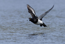 Approvato il calendario venatorio della Calabria 2023/2024 Approvato il calendario venatorio della Calabria 2023/2024: moretta (Aythya fuligula) in volo