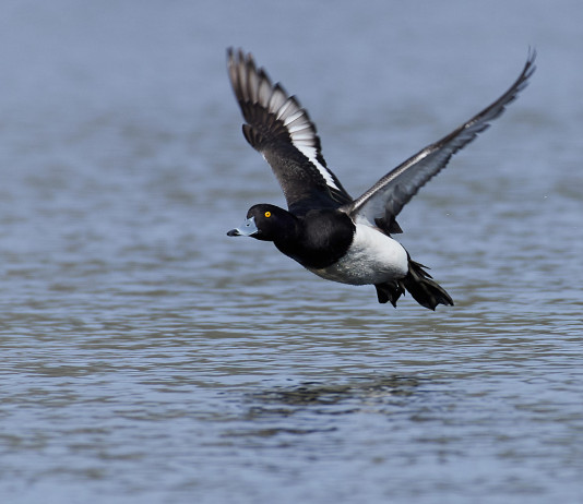 Approvato il calendario venatorio della Calabria 2023/2024 Approvato il calendario venatorio della Calabria 2023/2024: moretta (Aythya fuligula) in volo