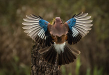 Approvato il calendario venatorio dell’Abruzzo 2023/2024 Approvato il calendario venatorio dell’Abruzzo 2023/2024: ghiandaia (Garrulus glandarius) in volo vista da dietro
