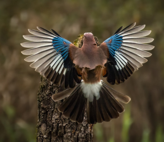 Approvato il calendario venatorio dell’Abruzzo 2023/2024 Approvato il calendario venatorio dell’Abruzzo 2023/2024: ghiandaia (Garrulus glandarius) in volo vista da dietro