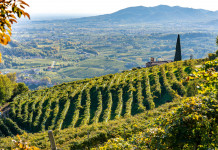 Approvato il piano faunistico-venatorio del Veneto Approvato il piano faunistico-venatorio del Veneto: Valdobbiadene, colline sulla strada del prosecco