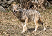 Aree vocate per il lupo, la proposta di Bruzzone alla Camera Aree vocate per il lupo, la proposta di Bruzzone alla Camera: lupo sulle alpi