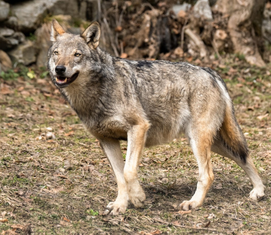 Aree vocate per il lupo, la proposta di Bruzzone alla Camera Aree vocate per il lupo, la proposta di Bruzzone alla Camera: lupo sulle alpi