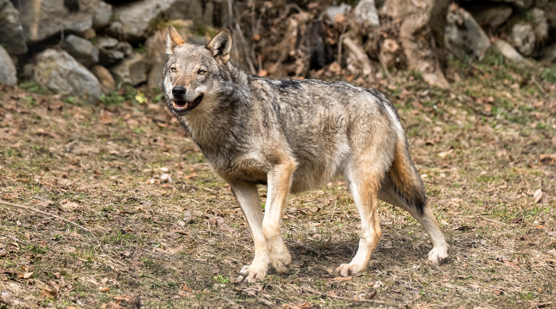 Aree vocate per il lupo, la proposta di Bruzzone alla Camera - Caccia  Magazine
