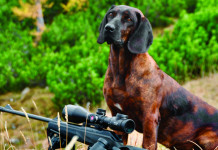 Caccia Magazine settembre 2023 in edicola dal 14 agosto Caccia Magazine settembre 2023: cane da caccia dietro carabina