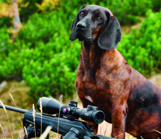Caccia Magazine settembre 2023 in edicola dal 14 agosto Caccia Magazine settembre 2023: cane da caccia dietro carabina