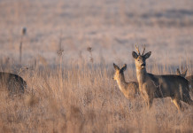 Caccia di selezione a capriolo e daino nelle Marche: piano e calendario Caccia di selezione a capriolo e daino nelle Marche: caprioli in ambiente autunnale