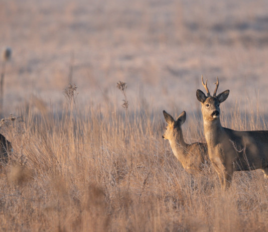 Caccia di selezione a capriolo e daino nelle Marche: piano e calendario Caccia di selezione a capriolo e daino nelle Marche: caprioli in ambiente autunnale