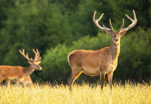 Caccia di selezione al cervo in Toscana: calendario e piano per le aree non vocate Caccia di selezione al cervo in Toscana: due cervi maschi in ambiente naturale