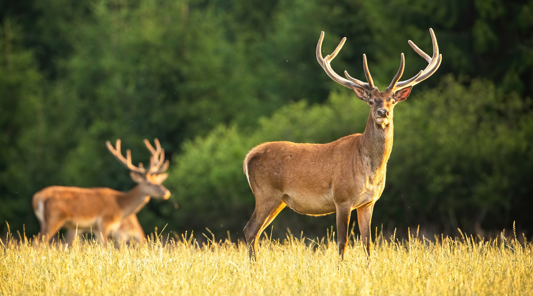 Caccia di selezione al cervo in Toscana: calendario e piano per le aree non vocate Caccia di selezione al cervo in Toscana: due cervi maschi in ambiente naturale