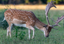 Caccia di selezione al daino in Toscana, definiti piano e calendario Caccia di selezione al daino in Toscana: daino mangia l'erba