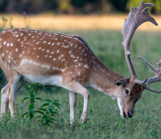 Caccia di selezione al daino in Toscana, definiti piano e calendario Caccia di selezione al daino in Toscana: daino mangia l'erba