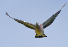 Calendario venatorio della Puglia 2023/2024: i dettagli Calendario venatorio della Puglia 2023/2024: colombaccio in volo