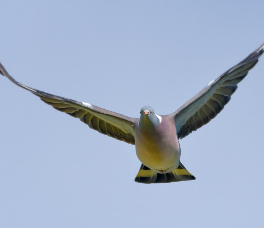 Calendario venatorio della Puglia 2023/2024: i dettagli Calendario venatorio della Puglia 2023/2024: colombaccio in volo