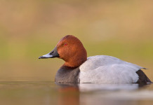 Corretto il calendario venatorio della Toscana Corretto il calendario venatorio della Toscana: moriglione (Aythya ferina)