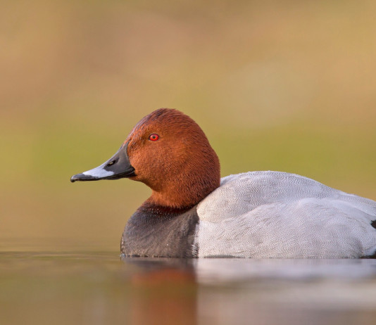Corretto il calendario venatorio della Toscana Corretto il calendario venatorio della Toscana: moriglione (Aythya ferina)