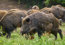 Corretto il decreto con i nomi dei componenti del comitato faunistico-venatorio Corretto il decreto con i nomi dei componenti del comitato faunistico-venatorio: cinghiali nel bosco