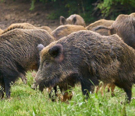 Corretto il decreto con i nomi dei componenti del comitato faunistico-venatorio Corretto il decreto con i nomi dei componenti del comitato faunistico-venatorio: cinghiali nel bosco