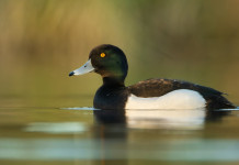 Calendario venatorio del Lazio, critiche della Federcaccia Critiche della Federcaccia al calendario venatorio del Lazio: moretta (Aythya fuligula)