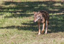 Ddl del Partito democratico sulla gestione del lupo Ddl del Partito democratico sulla gestione del lupo