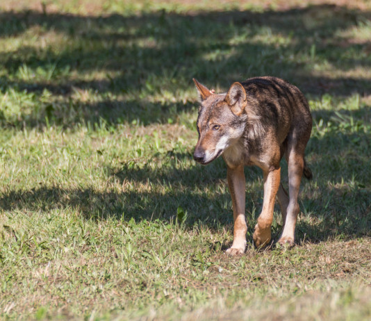 Ddl del Partito democratico sulla gestione del lupo Ddl del Partito democratico sulla gestione del lupo