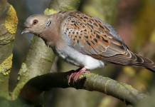 Disposta la preapertura della caccia nel Lazio