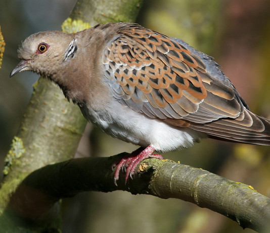 Disposta la preapertura della caccia nel Lazio