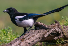 Disposta preapertura della caccia in Lombardia
