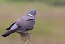 Dove e a quali specie è consentita la preapertura della caccia? Dove e a quali specie consentita la preapertura della caccia: colombaccio (Columba palumbus)