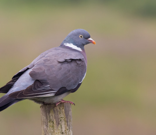 Dove e a quali specie è consentita la preapertura della caccia? Dove e a quali specie consentita la preapertura della caccia: colombaccio (Columba palumbus)