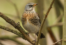 Italcaccia contesta calendario venatorio dell’Abruzzo Italcaccia contesta calendario venatorio dell’Abruzzo: cesena su ramo