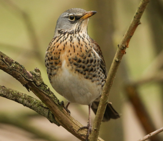 Italcaccia contesta calendario venatorio dell’Abruzzo Italcaccia contesta calendario venatorio dell’Abruzzo: cesena su ramo