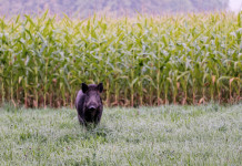 Modifiche alla legge sulla caccia, le osservazioni della cabina di regia Modifiche alla legge sulla caccia, le osservazioni della cabina di regia: cinghiale davanti a un campo coltivato a mais
